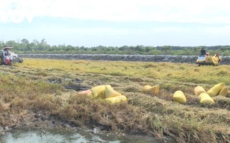 バクリエウ省のエビの養殖池で稲の栽培をする複合経営