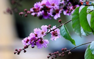 ハノイの街路に咲くバンランの花