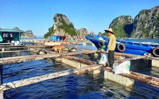广宁省——可持续海水养殖的典范