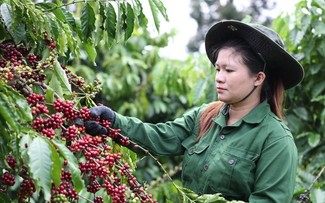 越南对西班牙咖啡出口额增长100%以上