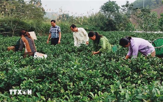 安沛省传统手工艺村积极发展经济