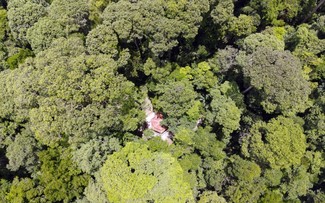 Nam Cong-Wald – Vorbild über Schutz von Naturwäldern