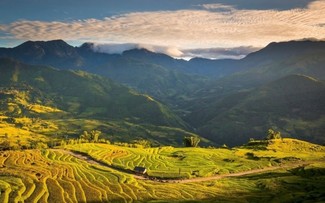 Gelbe Reisfelder in Vietnam
