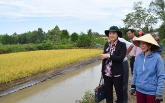 Frühling in Garnelen-Reis-Feldern