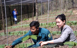 Ethnische Minderheit der La Hu in Lai Chau kommt dank Ginsenganbau aus der Armut heraus