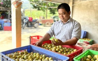 Erfolgreich durch Anbau der Vier-Jahreszeiten-Limetten in Tuyen Quang