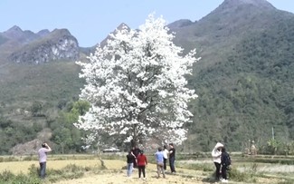 Kulturtag der Mong und Birnenblütenfest in Bao Lac