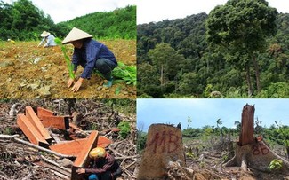 Vietnam Secara Inisiatif Laksanakan  “Ketentuan Anti-deforestasi” dari Uni Eropa