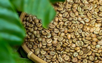 Xuất khẩu cà phê của Việt Nam vượt mốc hơn 2 tỉ USD