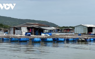 Farmers in Ba Ria-Vung Tau gain higher profits as fish price increases 