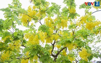 Golden shower trees mark arrival of summer in Hanoi