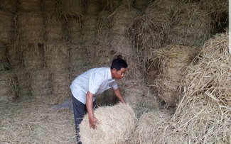 Soc Trang farmer shines as role model in new rural development 