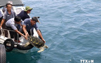 Binh Thuan releases three rare turtles back into the wild