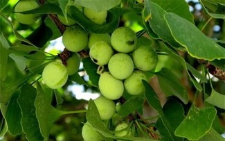 Công dụng của thuốc  hoạt huyết dưỡng não