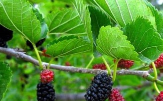 Điều trị tai biến mạch máu não