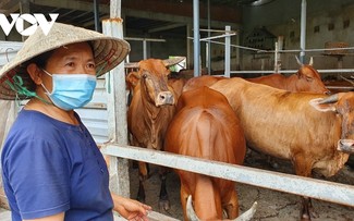 Familia campesina en Ciudad Ho Chi Minh gana fortuna con la cría bovina