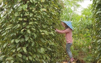 Exportaciones de pimienta vietnamita disminuyen en cantidad y aumentan en valor