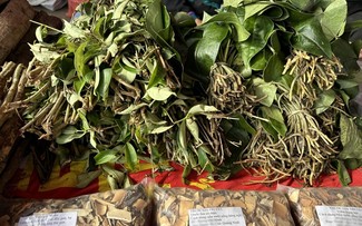 Plantas medicinales tradicionales: el tesoro de los Tay en Ba Che