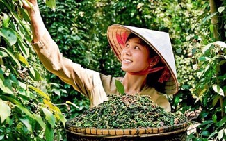 Aumentan las exportaciones de pimienta vietnamita