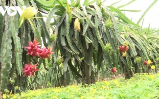Le fruit du dragon de Son La conquiert le monde