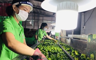 Long An ouvre la voie pour l'exportation des citrons vietnamiens vers le Moyen-Orient