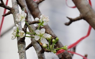 Streets of Hanoi covered in stunning wild pear flowers ahead of Tet
