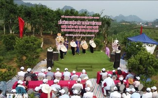 Công nhận quần thể 57 cây chè cổ Shan tuyết ở Mộc Châu (Sơn La) là cây di sản Việt Nam  