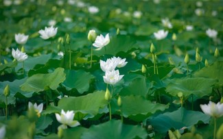 Pure white lotus enchants flower lovers in Hanoi