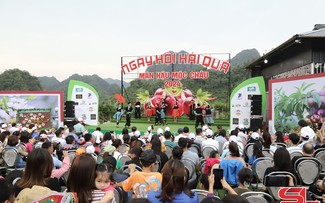 Plum picking festival in Moc Chau Plateau excites visitors