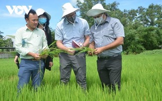 Kien Giang empeñado en innovar la cadena de valor del cultivo de arroz y mango