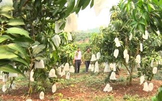 El cultivo orgánico de árboles frutales en Yen Chau, Son La