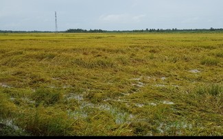 El modelo eficaz de los arrozales a gran escala en la provincia sureña de Tra Vinh 