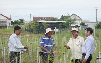 La plantación de espárragos en Ninh Thuan trae grandes fortunas a sus agricultores