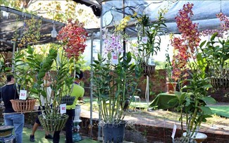 Mehr als 400 seltsame Orchideenpflanzen vorgestellt