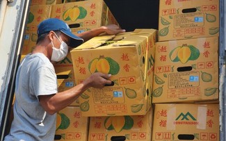 Bauern exportieren Durian nach China