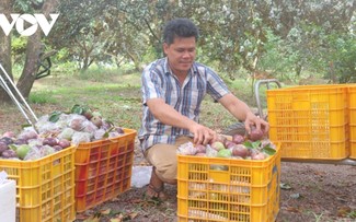 Refuerzan la cooperación para llevar caimitos morados vietnamitas al mercado estadounidense