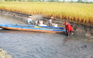 Cultivo combinado de arroz-camarón: un modelo económico sostenible para los campesinos en Ca Mau
