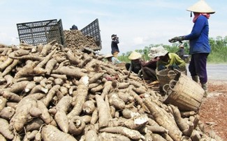 Le Vietnam dévoile sa stratégie pour le manioc