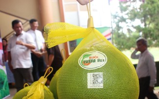 Binh Dinh développe la fruiticulture
