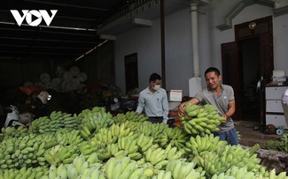 La culture des bananiers fait la richesse de Muong La