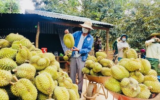 Dak Lak promeut ses exportations du durian vers la Chine