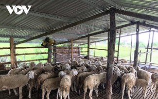 Nông dân xã Xuân Hải, tỉnh Ninh Thuận làm giàu nhờ chăn nuôi cừu