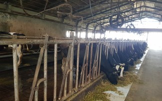 Trang trại bò sữa Tân Tài Lộc ở xã Đại Tâm, tỉnh Sóc Trăng