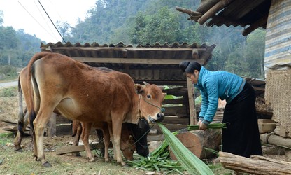 선라성, 소수민족 동포 지역  집중 개발