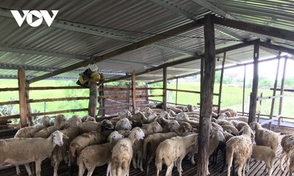 Nông dân xã Xuân Hải, tỉnh Ninh Thuận làm giàu nhờ chăn nuôi cừu