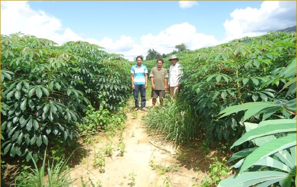 Laos Mengembangkan Pertanian untuk Menggantikan Barang Impor