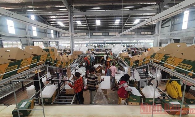 THAGRICO –Teladan Badan Usaha Vietnam yang Turut Menciptakan Lapangan Kerja bagi Warga Kamboja