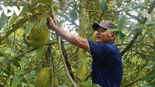 Provinsi Long An Resmi Mengekspor Durian Daerah Dong Thap Muoi