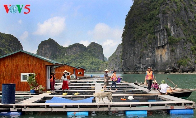 Nuevos medios de subsistencia para pescadores de la Bahía de Ha Long
