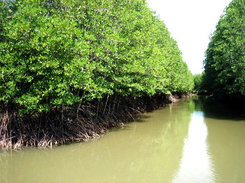 Un modelo de gestión de manglares litorales ayuda a recuperar el escudo frente al desastre natural